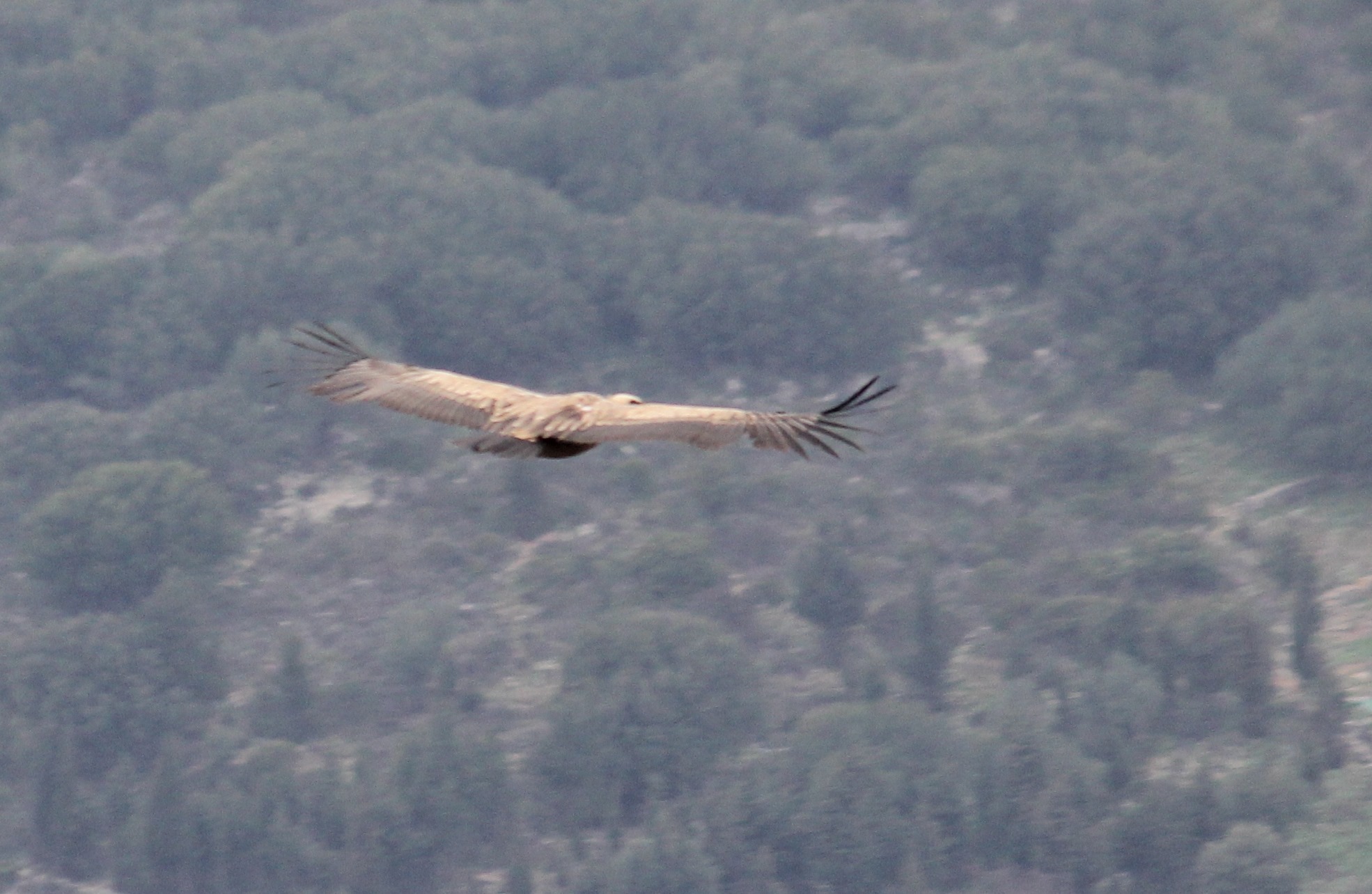 Gyps fulvus