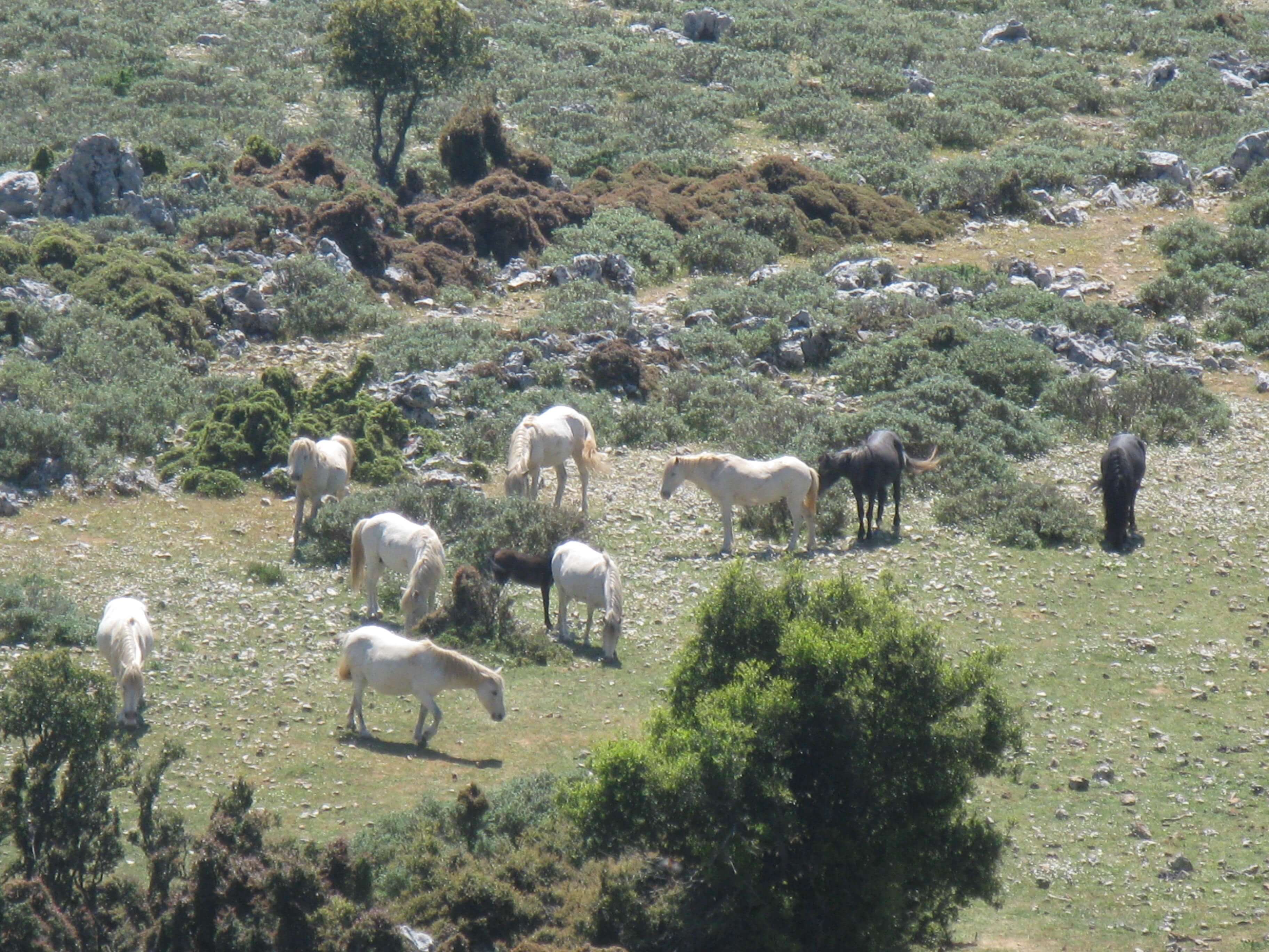 Τα Άλογα του Αίνου