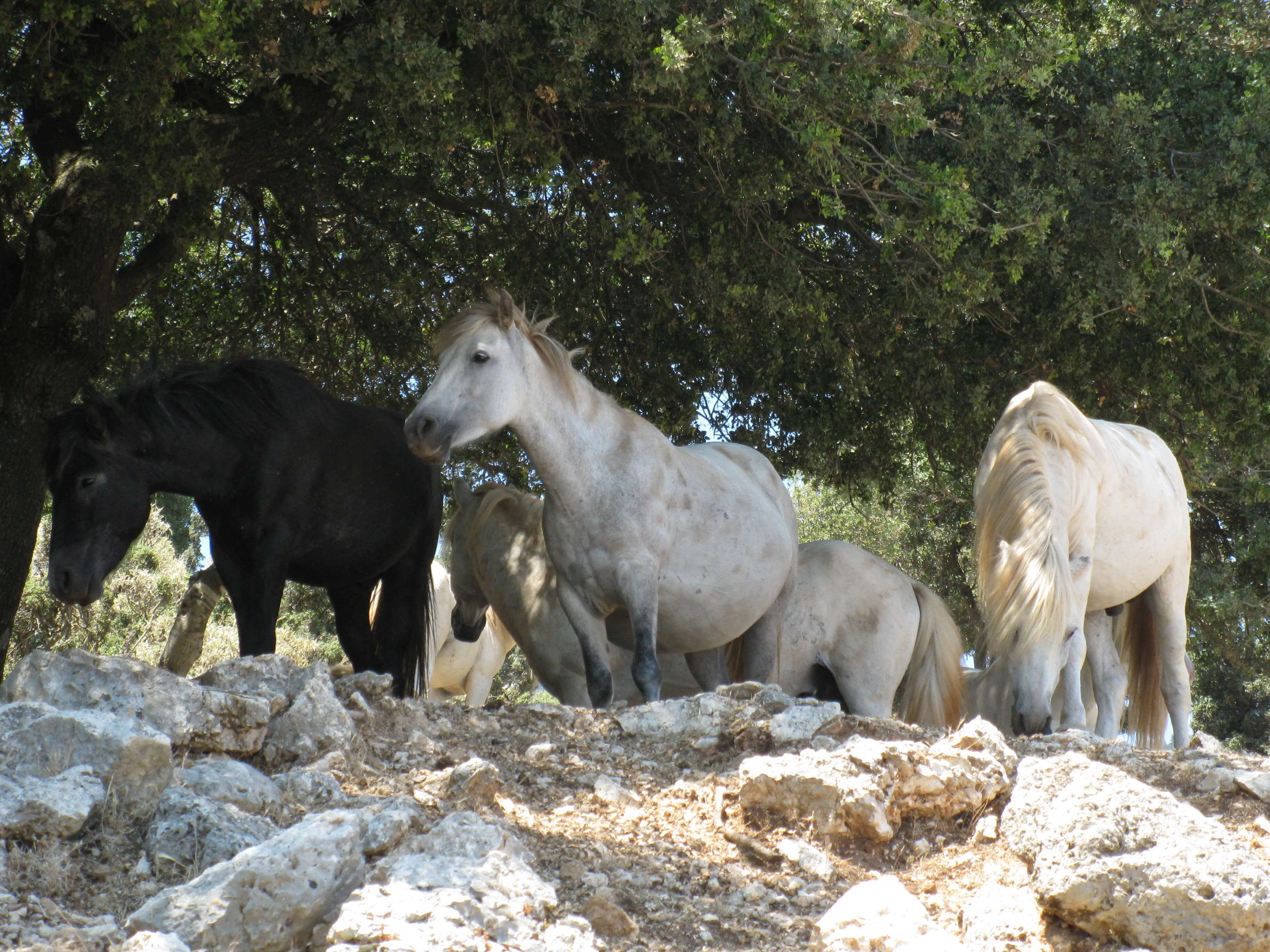 Τα Άλογα του Αίνου