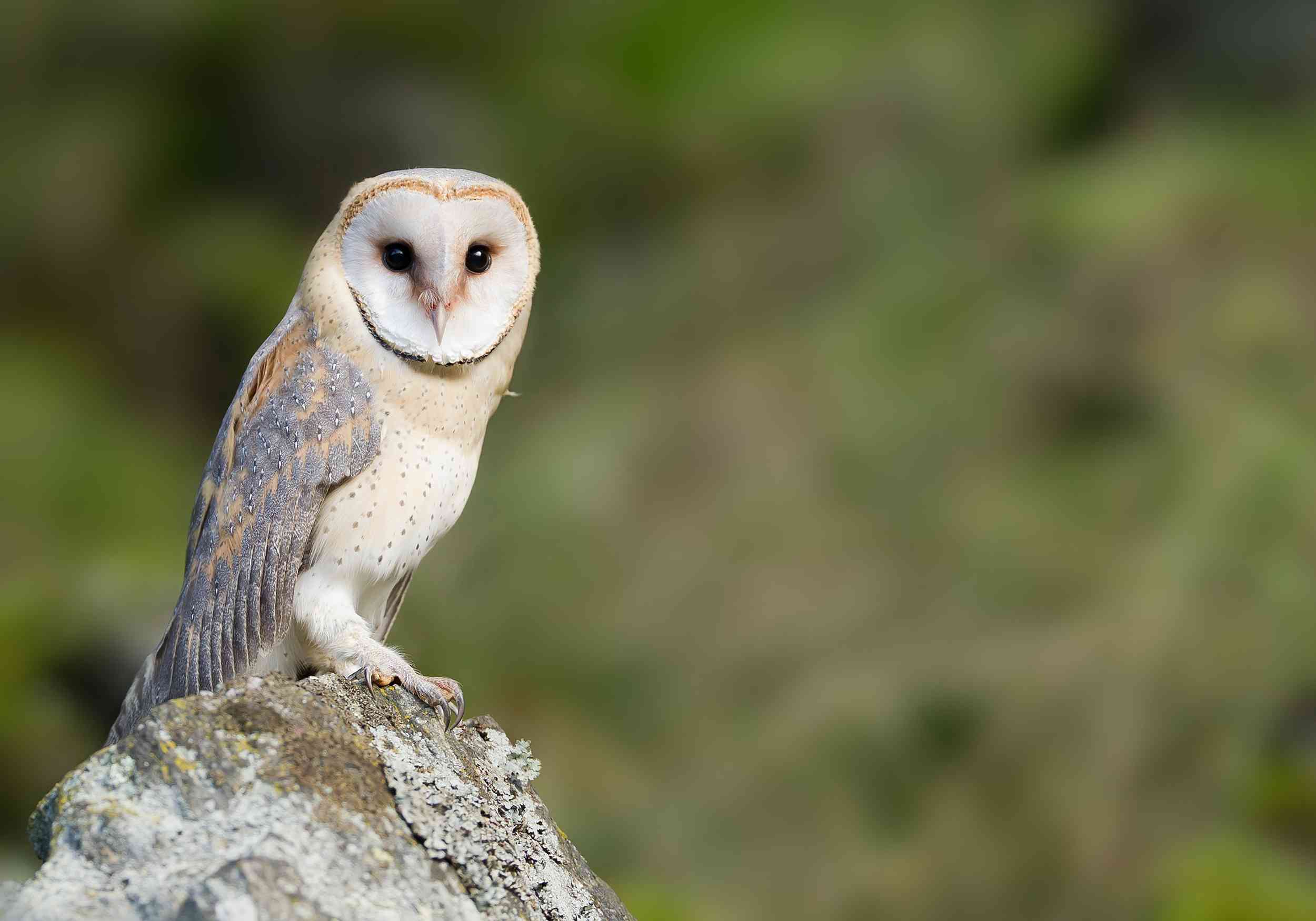 Tyto alba