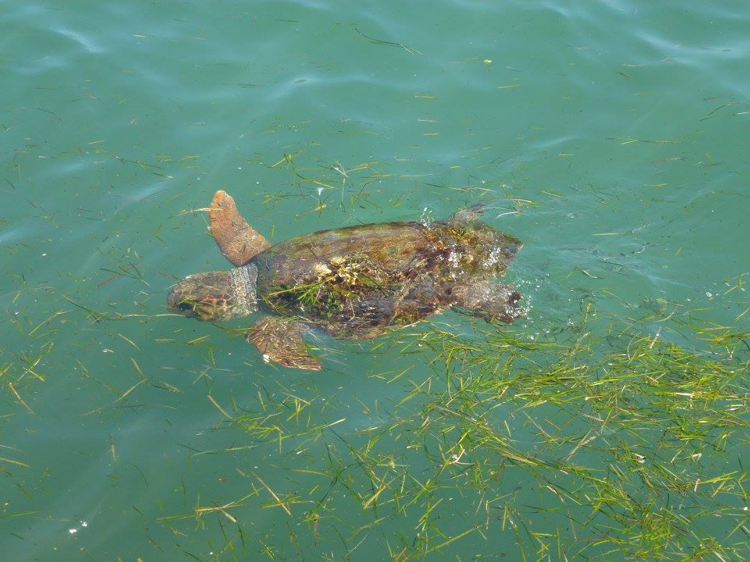 caretta caretta