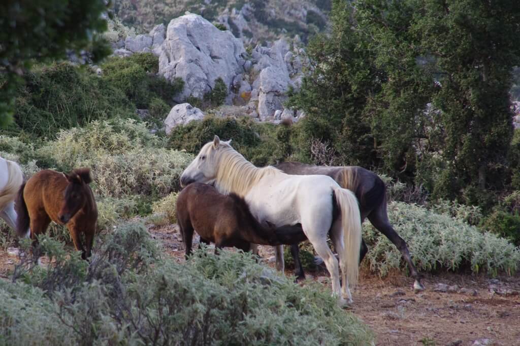 Τα ημιάγρια άλογα του Αίνου