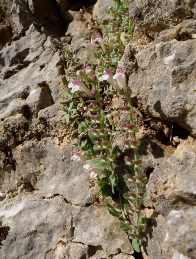 Scutellaria rupestris subsp. cephalonica