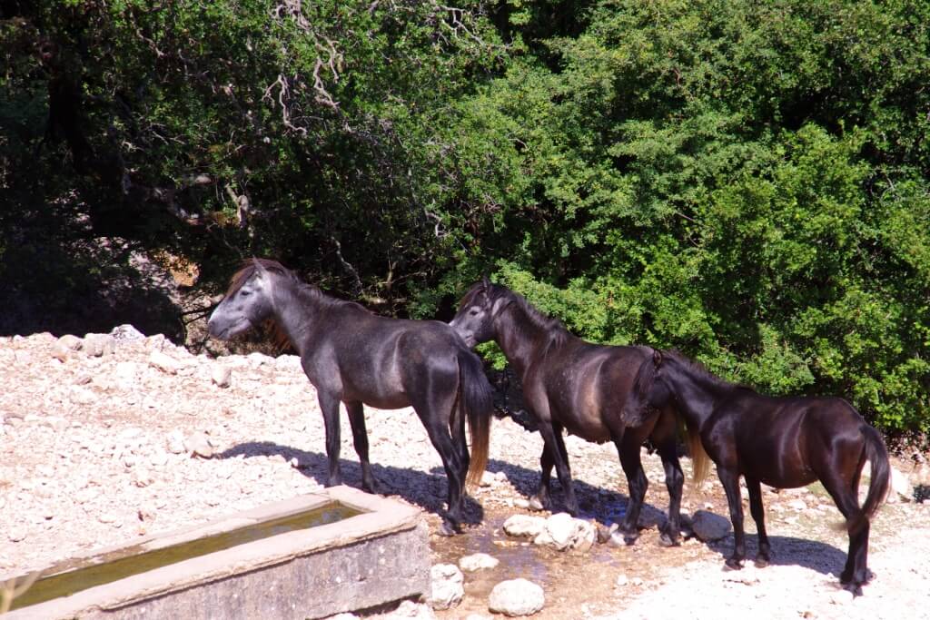 Τα ημιάγρια άλογα του Αίνου 