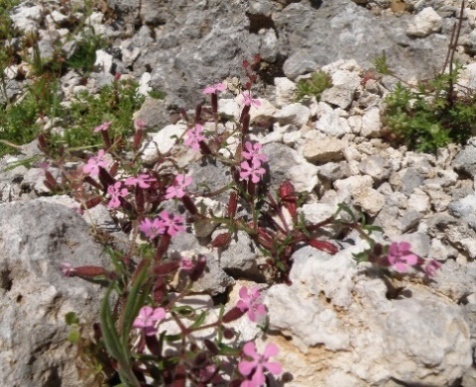 Saponaria aenesia.