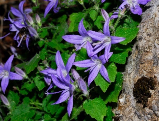 Campanula garganica subsp. cephallenica.