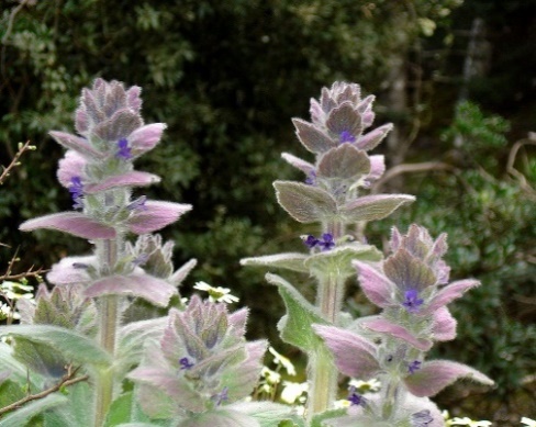 Ajuga orientalis subsp. aenesia