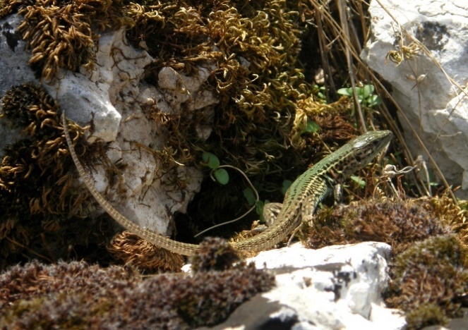 Podarcis tauricus subsp. ionicus.