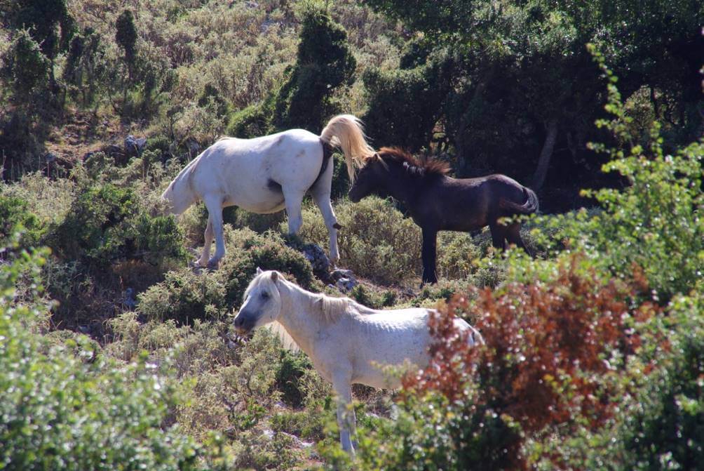 Τα άλογα καθώς αναζητούν την τροφή τους την θερινή περίοδο