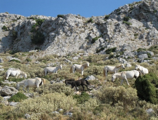 Μικρή ομάδα από τα άλογα του Αίνου.