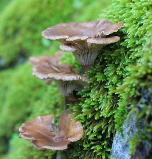 Clitocybe sp.