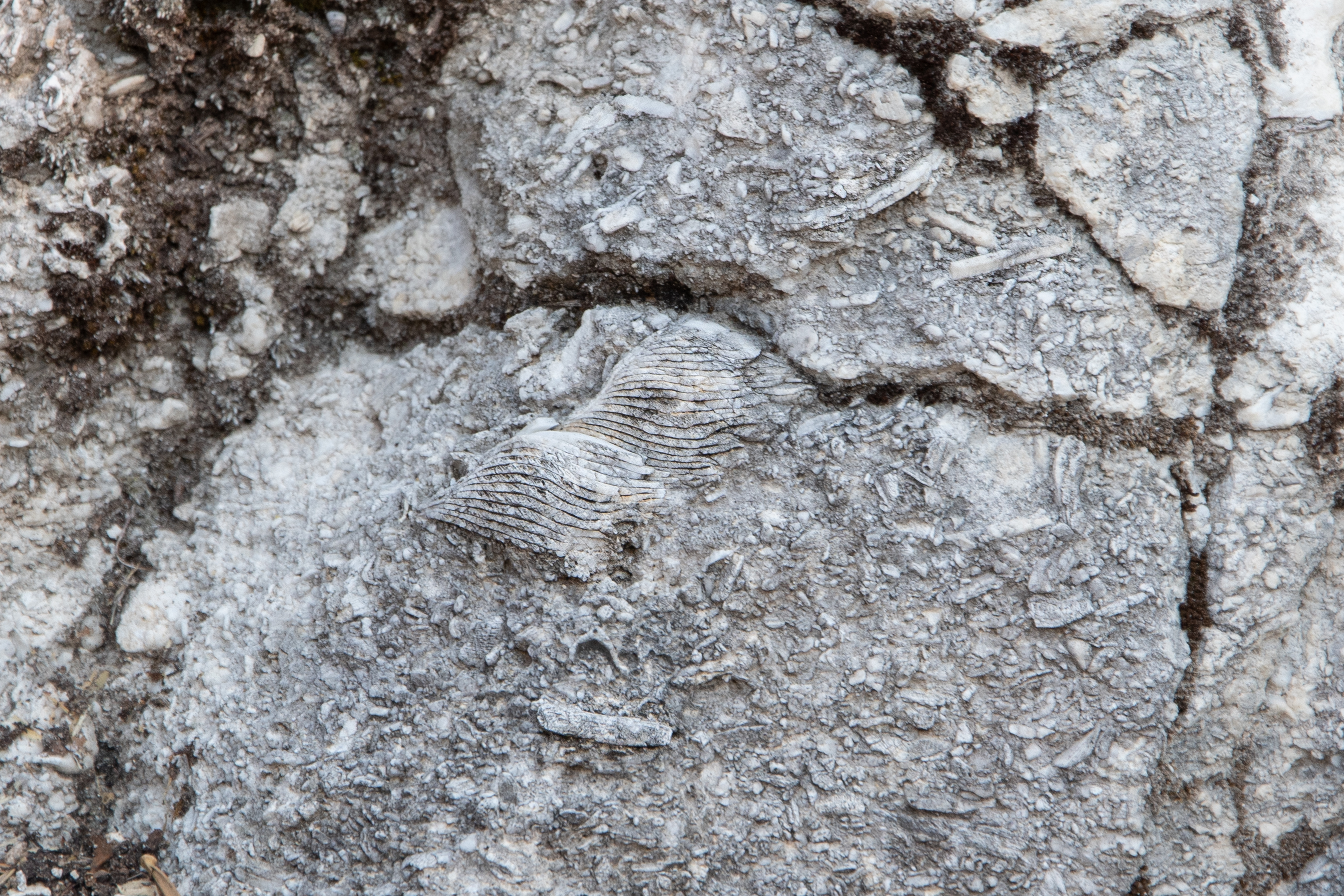 Figure 1Rudist valve fragments
