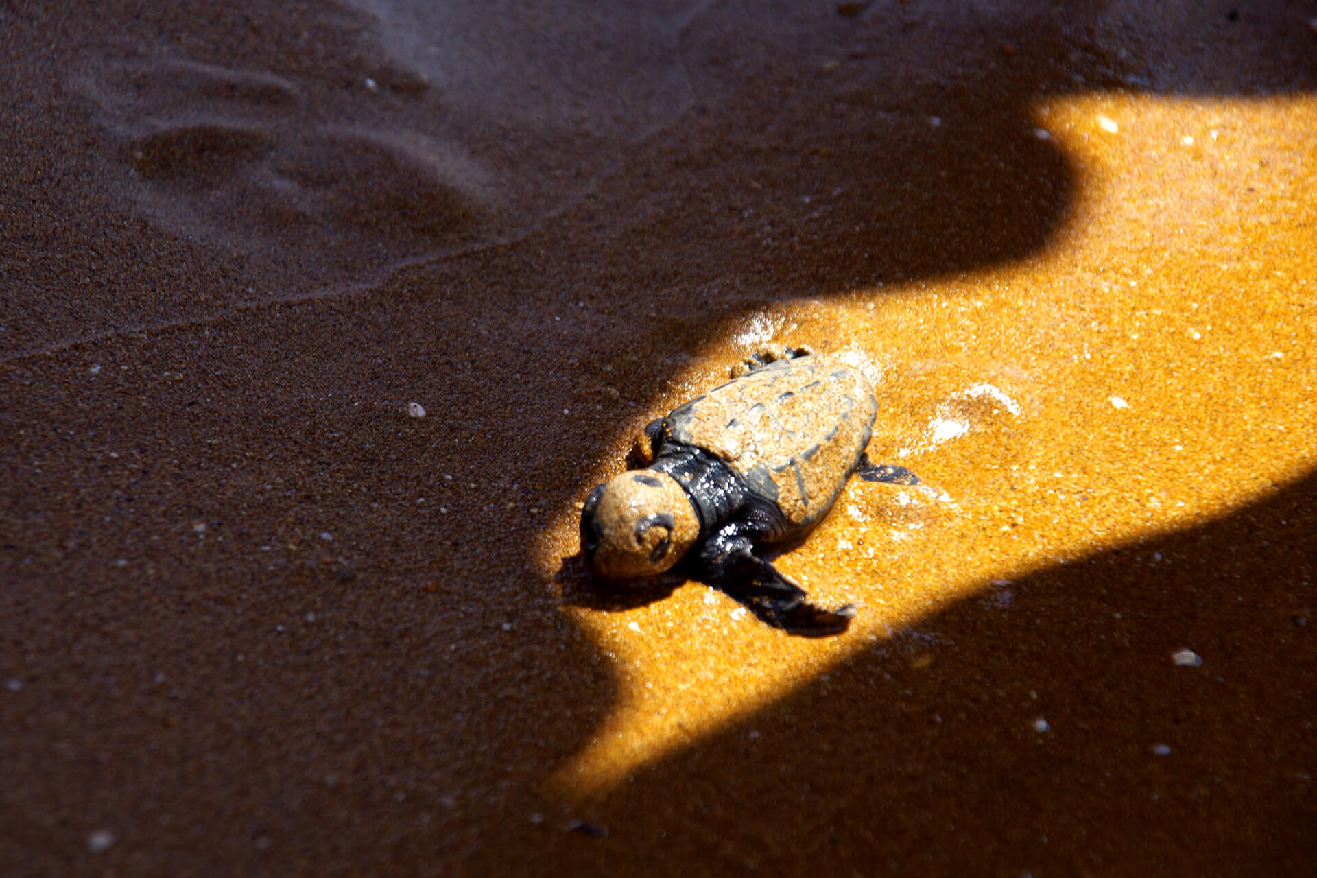 Χελωνάκι (Caretta carreta)