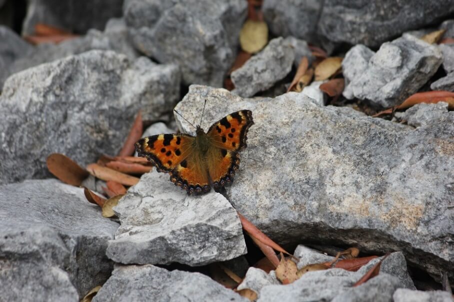 Η πεταλούδα Nymphalis polychloros 