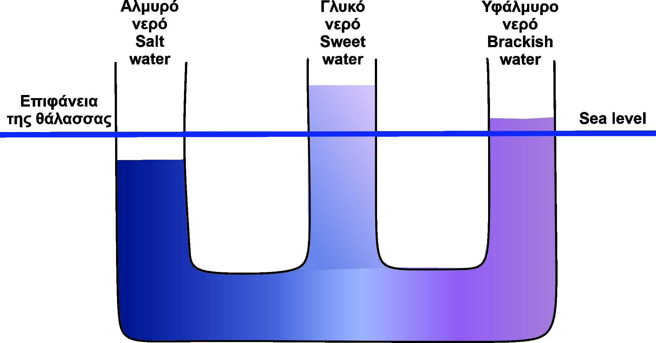 Σχηματική απεικόνιση της  ροής του υπόγειου νερού η οποία προσομοιάζεται με συγκοινωνούντα δοχεία που περιέχουν νερό με δύο διαφορετικές πυκνότητες 
