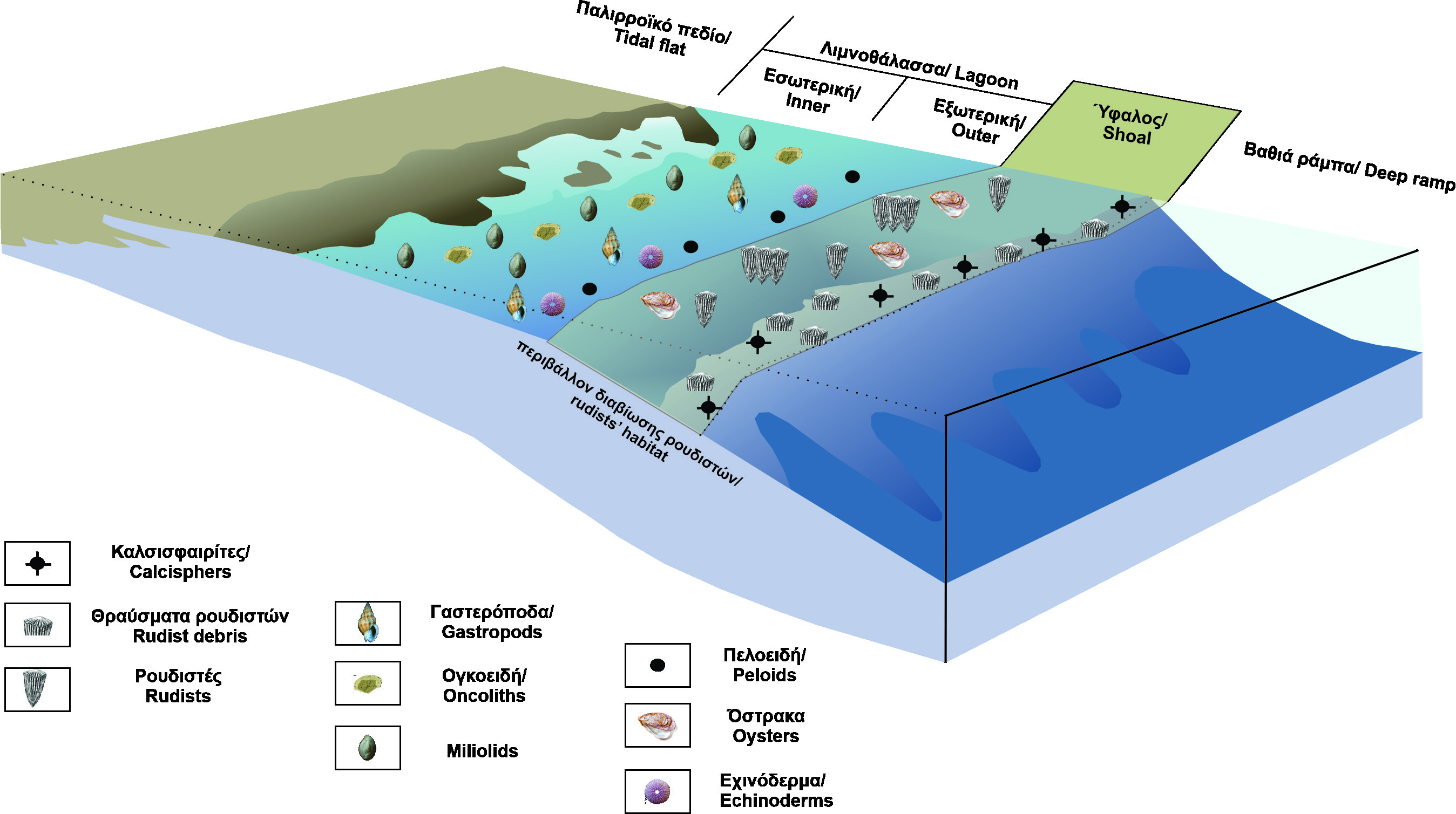 Simplified depiction of rudist colonies position in a reef palaeoenvironment